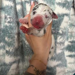 Magnolia - Blue female Great Dane puppy in Grand Blanc, Michigan from Green’s Great Danes