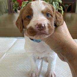 Boy 1 - Orange and white male Brittany puppy in Alburtis, Pennsylvania from Triumphant Kennels
