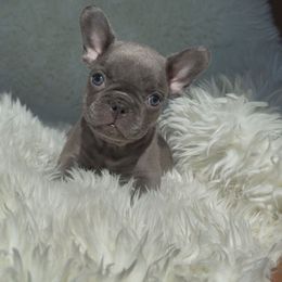 Honey - Tricolors female French Bulldog puppy in Monrovia, Maryland from Frederick Frenchies