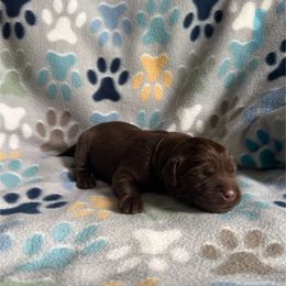 Teal Collar Female - Chocolate female Labrador Retriever puppy in Kissimmee, Florida from SunState Labs