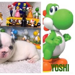 Yoshi - Blue male French Bulldog puppy in Denver, Colorado from Mecham Family kennels -MechamFrenchies