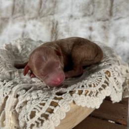 Reed - Red  male Goldendoodle puppy in Waterford, Michigan from Oh My Doodness!