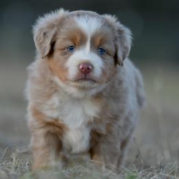 Grove - Red merle male Miniature Australian Shepherd puppy in Hartman, Arkansas from Southern Edition Aussies