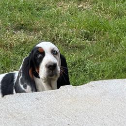 Male 4 - Black tan and white male Basset Hound puppy in Manchester, Tennessee from Middle TN Leopard Catahoulas and Middle TN Bassett Hounds