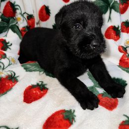 Giant Schnauzer Puppies from Toledo Bend Giants Vom Zitronen