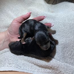 Chihuahua, Pomeranian, and Yorkshire Terrier Puppies from Pampered Pups Kennel