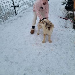 Beauti - Miniature Australian Shepherd