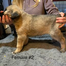 Female 2 - Fawn female Anatolian Shepherd Dog puppy in Daggett, Michigan from T&S Anatolians