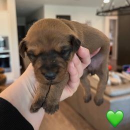 Boy 1 - Red male Irish Terrier puppy in Austin, Texas from ATX Irish Terriers