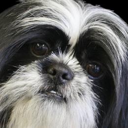 Rascal - Shih Tzu