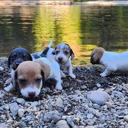 Dachshund Puppies from Haus of Wiener Schnitzel