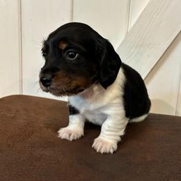 Memphis - Piebald male Dachshund puppy in Dobson, North Carolina from Oakleys Dachshund Haven