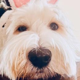 Bunny - Australian Labradoodle
