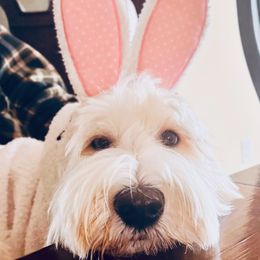 Bunny - Australian Labradoodle