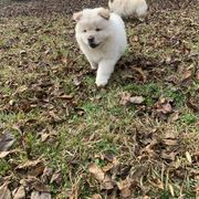 Chow Chow Puppies from Darling Chows