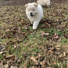 Chow Chow Puppies from Darling Chows