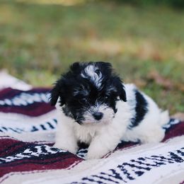 Maltipoo Puppies from CEK Pets