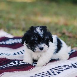 Maltipoo Puppies from CEK Pets