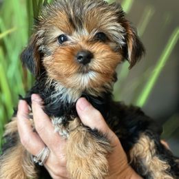 Girl 1 - Black and tan female Yorkshire Terrier puppy in Loganville, Georgia from The Doggy Empire