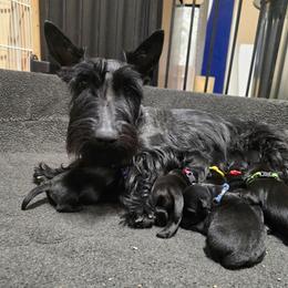 Girl Pick 1 - Black female Scottish Terrier puppy in Milo, Iowa from Scotties By Stout