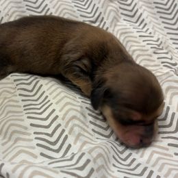 Giblet - Red male Dachshund puppy in Dobson, North Carolina from Oakleys Dachshund Haven
