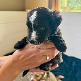Galaxy - Black and white male Aussiedoodle puppy in Columbia Falls, Montana from Firefly Aussies & Aussiedoodles