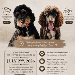 Bernedoodles from At The Cross Kennel