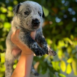 Johnny - Blue speckled male Australian Cattle Dog puppy in Surprise, Arizona from Copper State Cattle Dogs