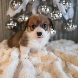 Boy 1 - Sable male Pembroke Welsh Corgi puppy in Nixa, Missouri from Pistol Creek Puppies