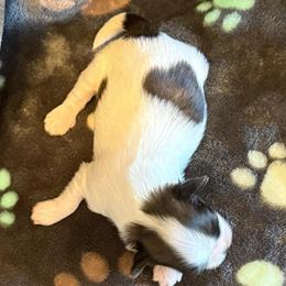 Uncle Fester - Tricolor male Shih Tzu puppy in Tampa, Florida from Shih Tzus of Kingshyre