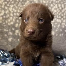 Blue color - Liver male German Shepherd puppy in Marion, Ohio from Legacy K9’s