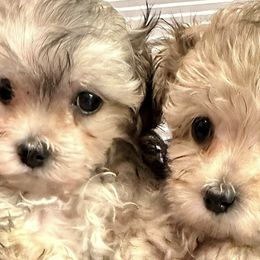 Maltese and Maltipoos from LMC Pups