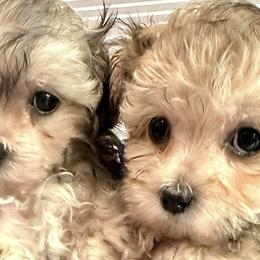 Maltese and Maltipoos from LMC Pups