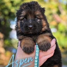 Aspen - Black and red female German Shepherd puppy in Canton, Texas from WILDWOOD GERMAN SHEPHERDS