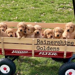 Golden Retriever Puppies from Rainershine Goldens