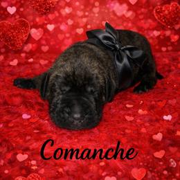 Comanche - Tiger male Perro de Presa Canario puppy in Horizon, Texas from Mesquite Creek Kennels
