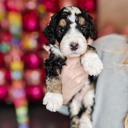 Captian America - Tri-color male Bernedoodle puppy in Jackson, Missouri from Pincksten Family Doodles