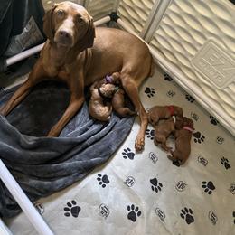 Vizsla Puppies from Pantana Kennels