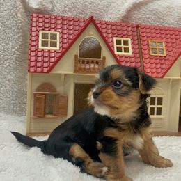 Yorkshire Terrier All Grown Up from Yorkie love