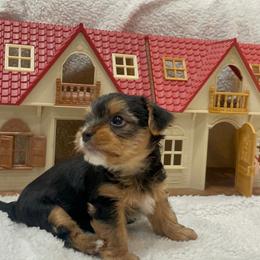 Yorkshire Terrier All Grown Up from Yorkie love