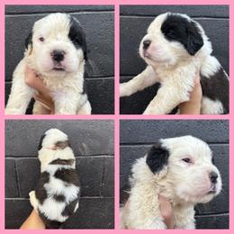 Light pink - Mahogany and white female Saint Bernard puppy in Ladysmith, Wisconsin from Northwoods Saint Bernards