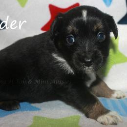 Ryder - Black tri male Miniature American Shepherd puppy in Godley, Texas from Flying H Toy and Mini Aussies
