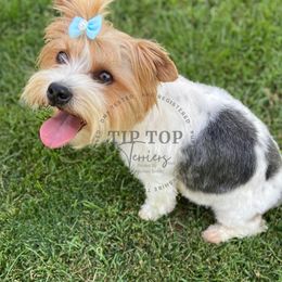 Misty - Yorkshire Terrier
