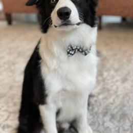 Border Collie Puppies from Ferguson Border Collies