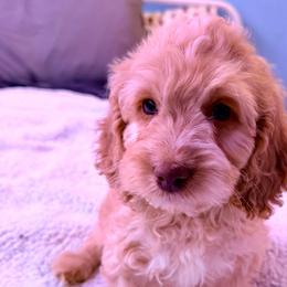 Stormy with training - Red and white male Cockapoo puppy in Boonville, North Carolina from Doods & Dolls