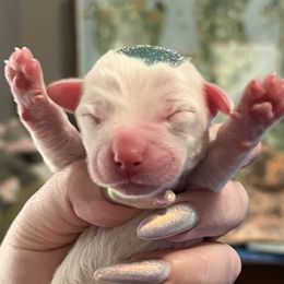 Green - White female Coton de Tulear puppy in Sun Prairie, Wisconsin from Firebird Show Dogs
