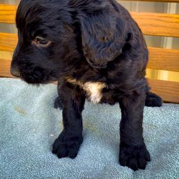 Bernedoodle and Siberian Husky Puppies from Timberline Paws