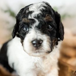 Cavapoos, Cockapoos, Cocker Spaniels, and Goldendoodles from Red Stick Kennels, LLC