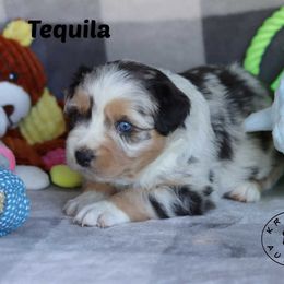 Tequila - Blue merle female Miniature Australian Shepherd puppy in Garden Plain, Kansas from Krazy K Aussies