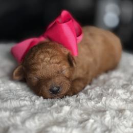 Prada - Red  female Poodle puppy in South Jordan, Utah from Wasatch Pup